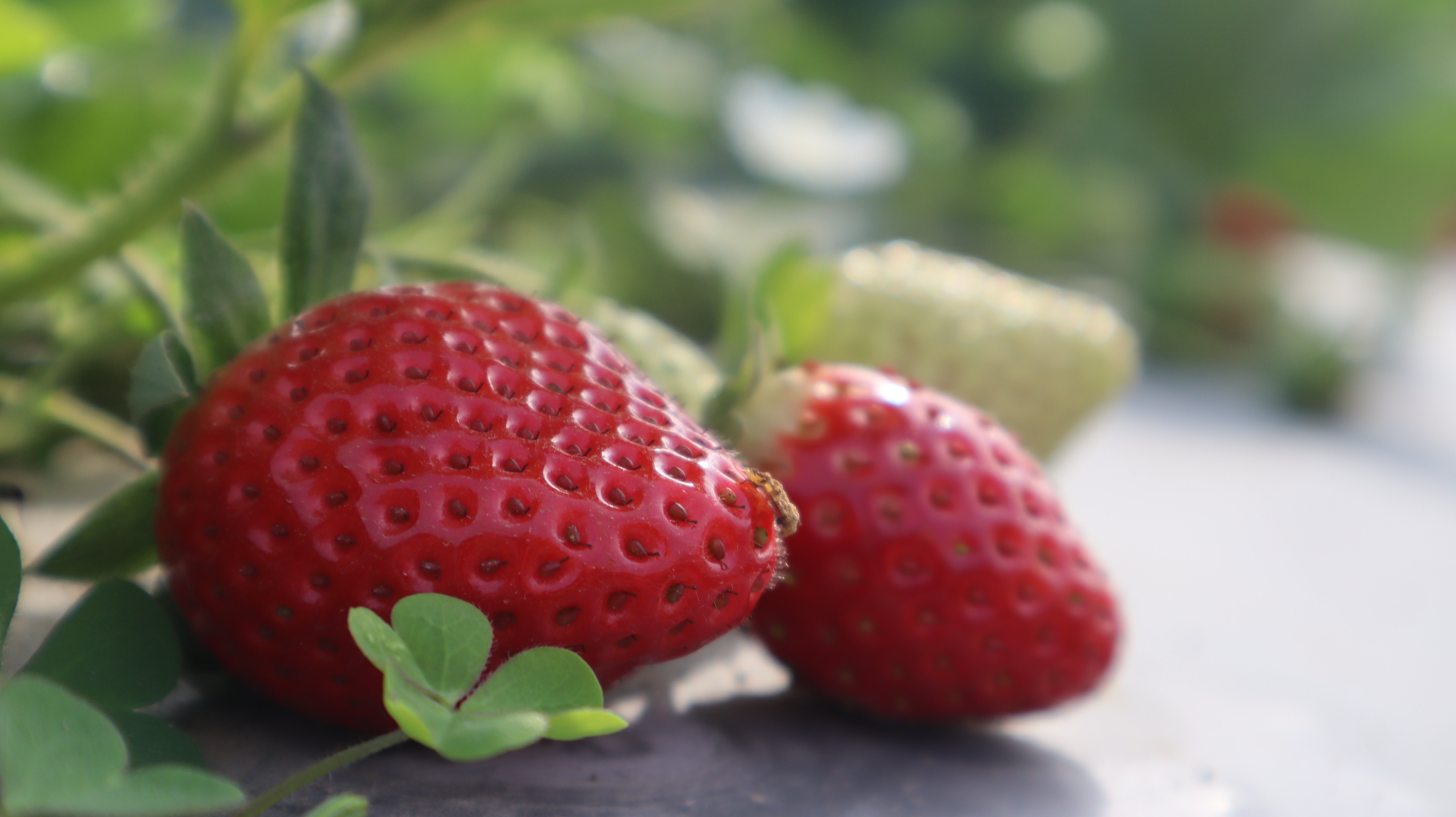 strawberry (28).jpg